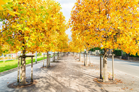 五颜六色的秋天树木与黄色的叶子图片