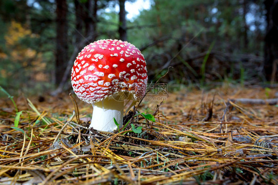 森林里的好飞木耳蘑菇图片