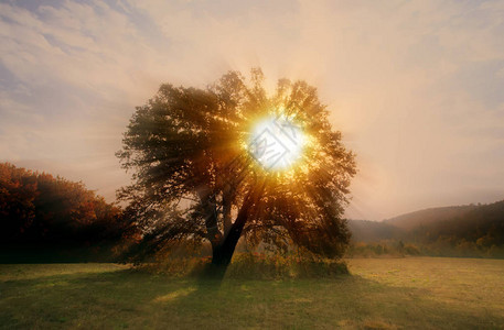 秋天清晨的亮点前景下的大橡树情背景图片