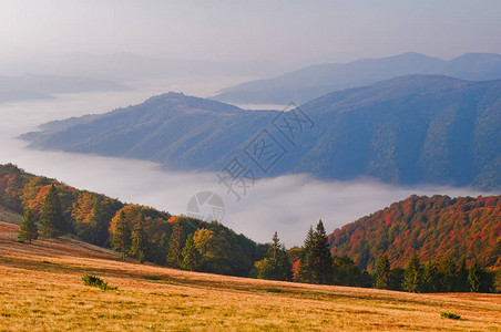 日出时秋天的山岳风景与山谷中的海雾欧洲乌克兰图片