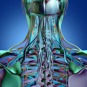 人类颈部和脊椎解剖模图片