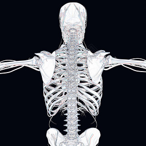 人体骨骼解剖模型3D插图图片