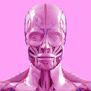 人体头部解剖模图片