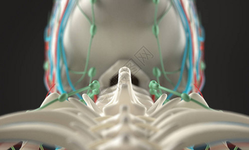 人类解剖模型近图片