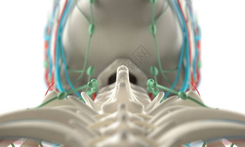 人类解剖模型近图片