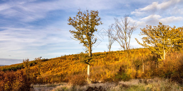 蓝色天空下有云层的多彩秋天森林全景捷克图片