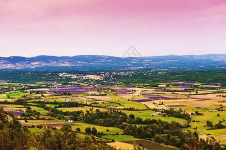 在法国普罗旺斯的薰衣草田空中飞行图片