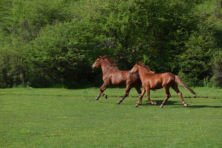 两匹美丽的成年棕色马在图片