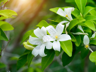 橙色茉莉花缎木化妆品树皮MurrayapaniculataAndamansatinwoodChanese黄杨木橙色茉莉Murra图片