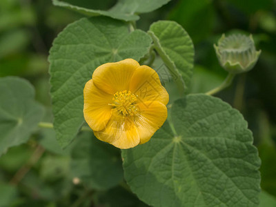 在花园的乡村野草花附近HerbAbutilonIn图片