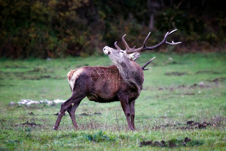 NBA集锦展现字母哥暴扣与利拉德三分雨