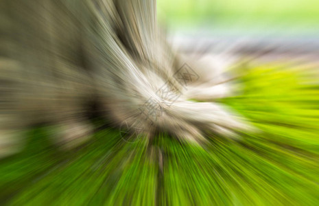 根树和苔草的辐射模糊度概念用过滤效图片