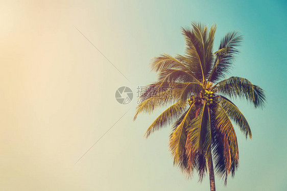 椰子棕榈树和沙滩上的天空上面图片