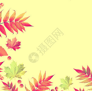明亮多彩的秋花背图片
