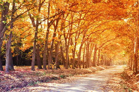 秋天有橙色树的森林图片