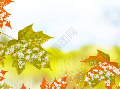 秋天的风景色彩鲜艳的树叶雪图片