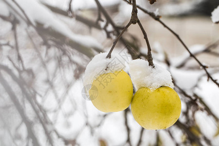 苹果在雪地里压在树枝上冬天的开始图片