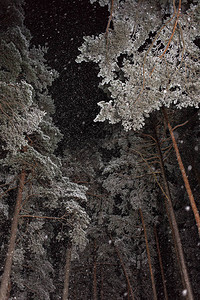 夜松林下大雪图片