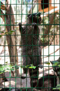 动物园笼子里的浣熊图片
