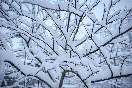 树木覆盖着雪冬天图片