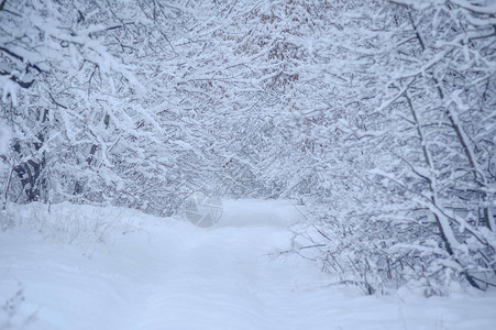 雪下的道路下雪的冬天图片