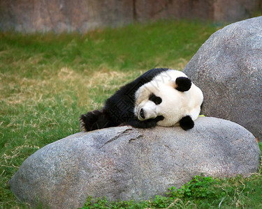 巨型黑白熊猫在香港的公图片