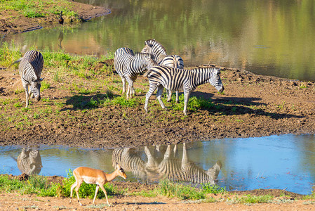 来自南非主要旅游目的地克鲁格公园Shingwedzi河的Zebras牧群图片