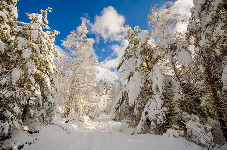 冬季风景的松树和大帽子图片