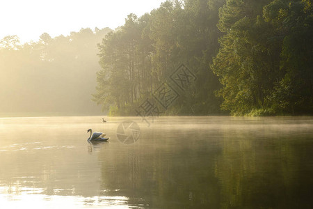 湖中的白天鹅与晨雾场景图片