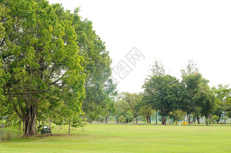 公园里的大树和绿色院子图片