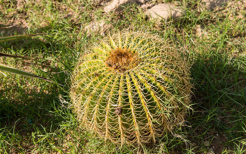 在公园生长的大型圆形仙人掌金BarrellCactu图片