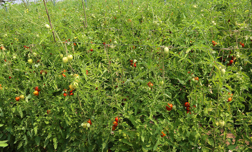 温室里种植的西红柿图片