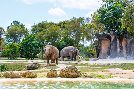 两头大象在阳光明媚的夏日动物园野生动物在佛图片