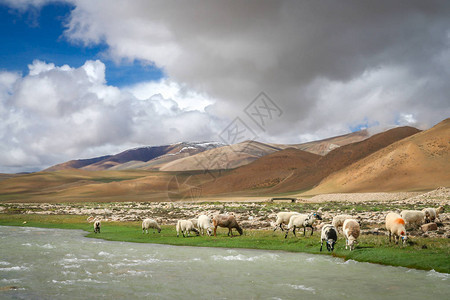 喜马拉雅山脉藏区河岸高山牧场上放牧图片