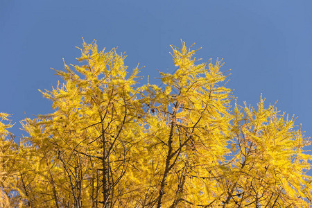 秋天的落叶松树顶映衬着天空图片