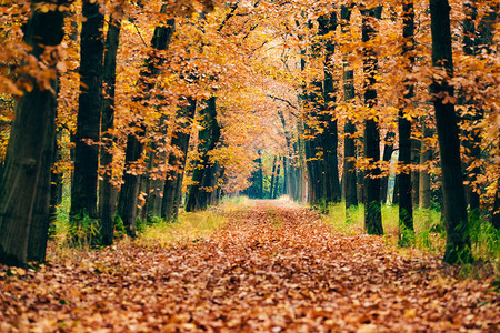 秋天森林里被树叶覆盖的小路图片