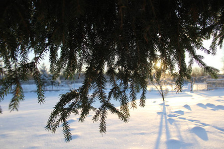 穿着雪堆的绿色云杉冬季景观图片