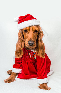 圣诞英语CockerSpaniel穿着红色圣诞节服装图片