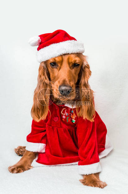 圣诞英语CockerSpaniel穿着红色圣诞节服装图片