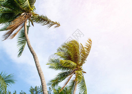 绿棕榈叶的阳光旧式过滤图片