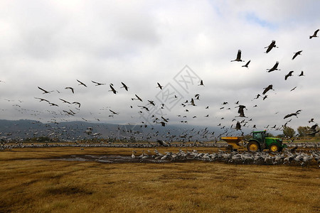 数以百万计的候鸟在秋季前往非洲的途中在呼拉湖停留图片