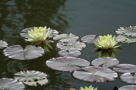 睡莲又名莲花在清澈的水湖夏日绽放图片
