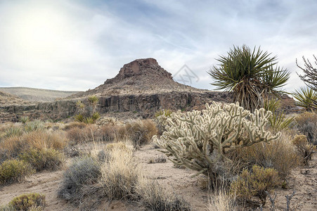 Mojave沙漠的Cholla图片