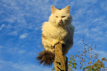 猫坐在原木上反对蓝天图片