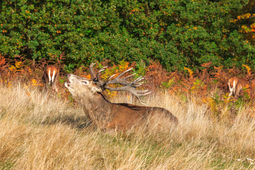 NBA最新积分榜形势与未来赛程挑战