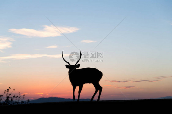 夕阳下鹿的剪影图片