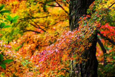 日本京都的秋天枫叶图片