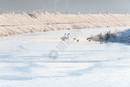 天鹅家族在结冰的河面上的冰洞图片