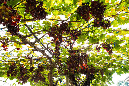 树枝农业上的葡萄收获田图片