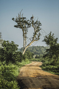 在斯里兰卡苏尔兰乌达瓦拉维Udawalawe公园的红图片